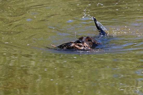 Roxy a prinášanie kačice z hlbokej vody