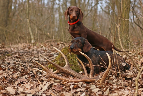 Po stopách jeleňov