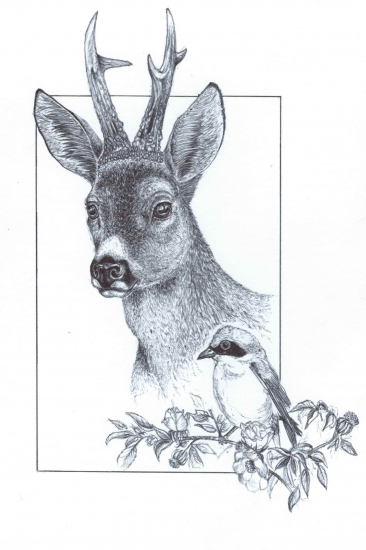 Srnec - perokresba