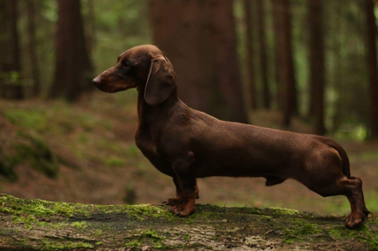 Xaver z Heneberk (9 mesiacov)