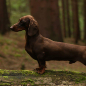 Xaver z Heneberk (9 mesiacov)