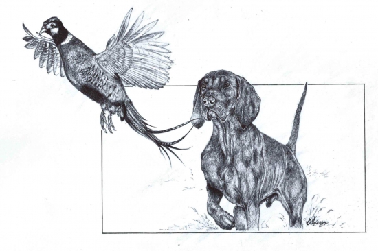 Vystavujúci (perokresba)