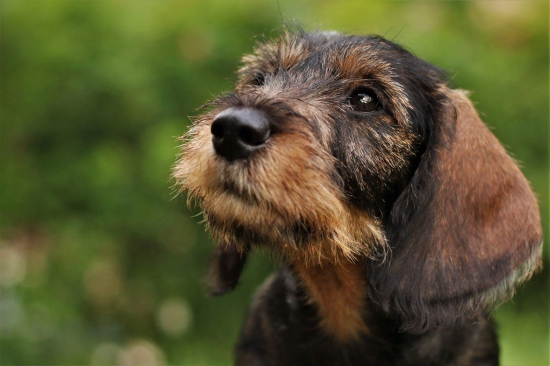Porsche medzi jazvečíkmi - Cayenne