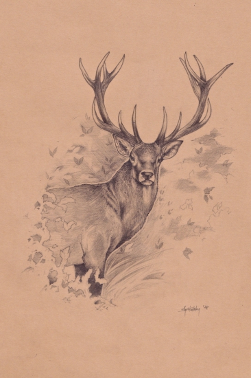 Jeleň - ceruzka