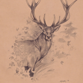 Jeleň - ceruzka