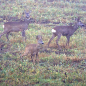 Srnčia v hmle