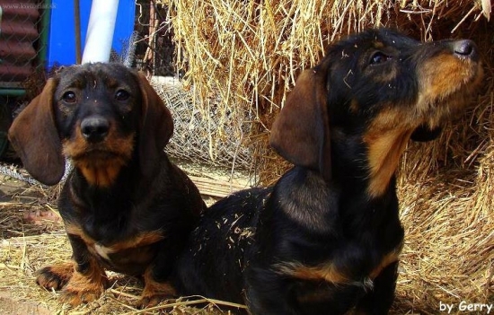 Otcova Asta a môj Aris