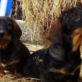 Otcova Asta a môj Aris