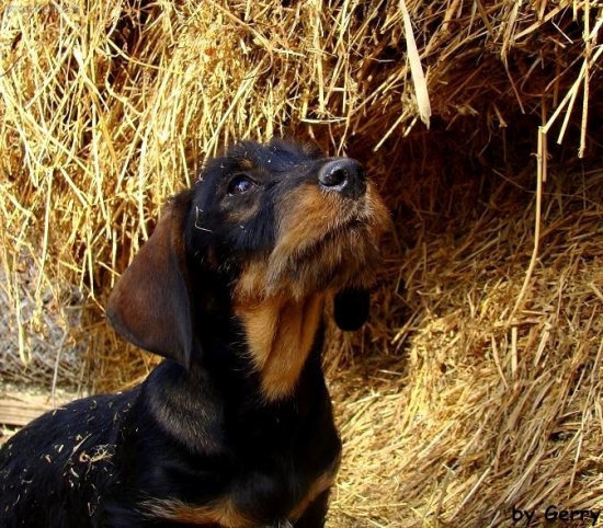 Budúci šampión Aris