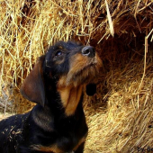 Budúci šampión Aris