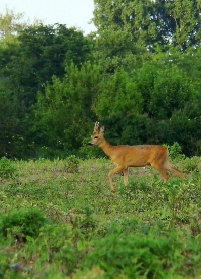 Večerná paša