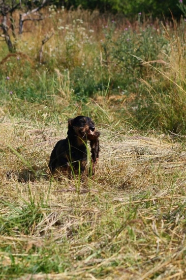 Aj jazvečík vie aportovať..