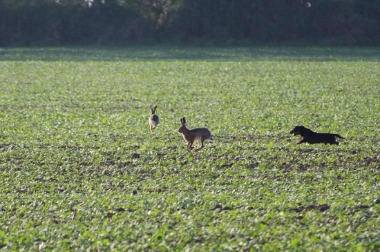 Ako Aris zajaca naháňal..