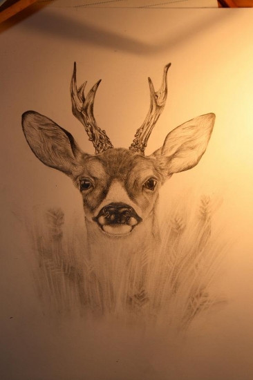 Vysnívaný v obilí