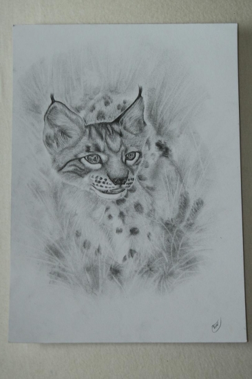 Nesmelé kroky mladého rysa