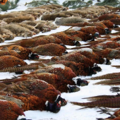 Z jednej spoločnej poľovačky