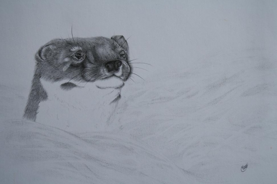 Malá šelmička v snehu