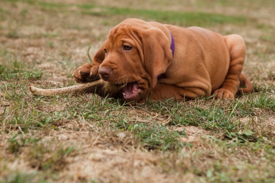 Jeleninka chútí vždy najlepšie :-)