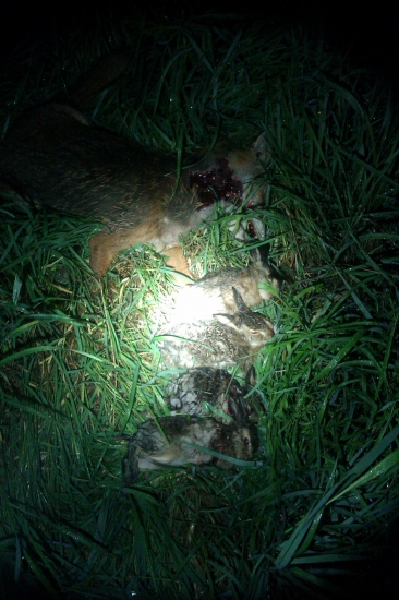 Krutá realita v revíroch s drobnou zverou...