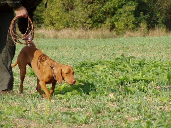 Ambra v akcii (vystavovanie prepeličky)
