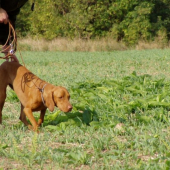 Ambra v akcii (vystavovanie prepeličky)