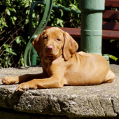 Hééérečka Ambra...:-)