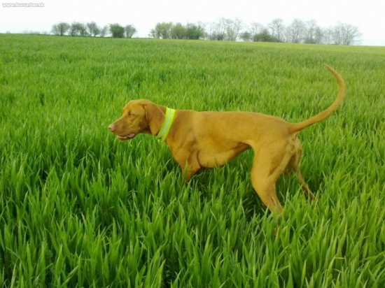 Hmmm......nie kde, že je tá pipina:-)