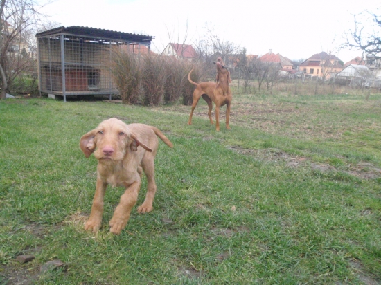 AMMI VAG - v plnej prevádzke...:-)