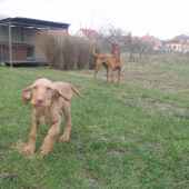 AMMI VAG - v plnej prevádzke...:-)