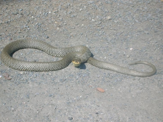 Užovka ... stromová ?