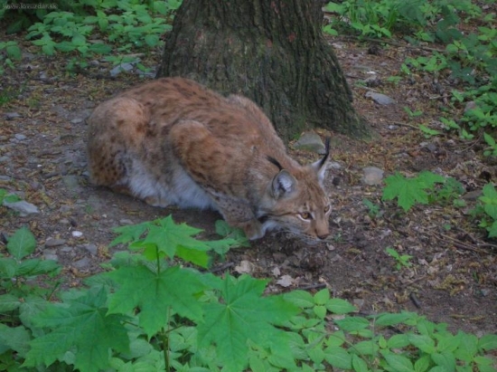 Lynx lynx