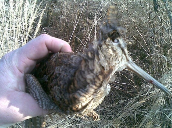 sluka strelena v nedelu na rannom tahu