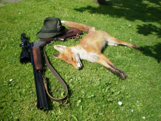 letos první lišče