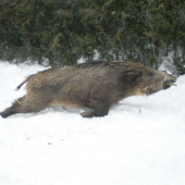 Létos se dařííí..