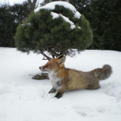 11 liška v mysliveckým roce 2009/2010