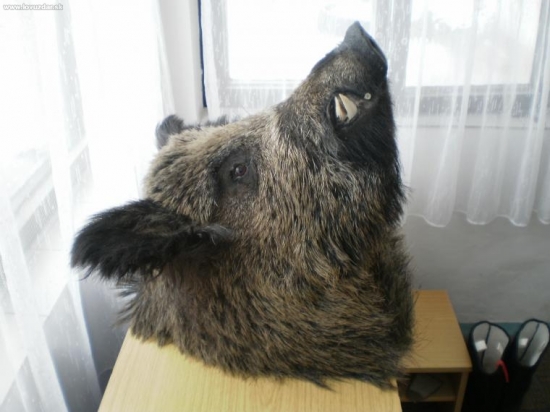 kňour