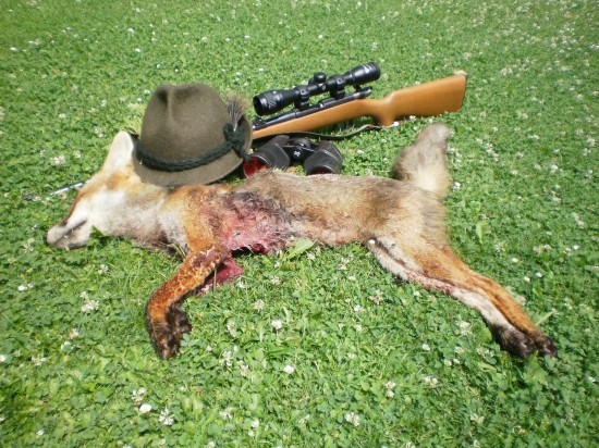 Lišče