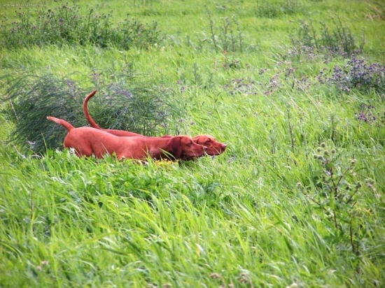 ...a takto vystavujeme...
