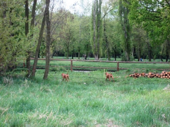 dvojite vystavovanie...vlavo kacera, vpravo kacku :-)))
