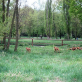 dvojite vystavovanie...vlavo kacera, vpravo kacku :-)))
