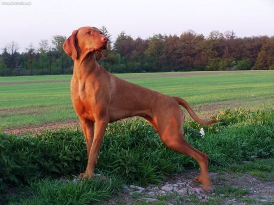 ...vyzla proste vyzera najlepsie na zelenom :-))