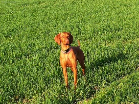 ...no ved hovorim...na zelenom :-))