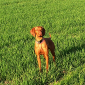 ...no ved hovorim...na zelenom :-))