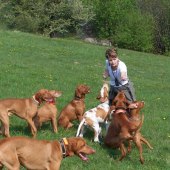 ...a je to tu...zasa tie psiska...  :-)