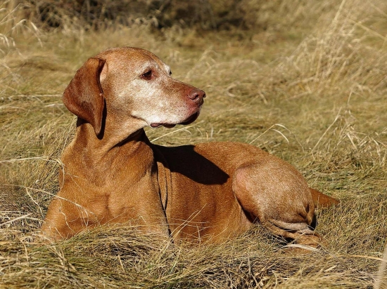 volam sa Dibinka a mam skoro 12...ale nedajte sa mylit, som plne vo forme  :-)))