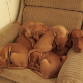 ...som hovorila, ze mi ti hastrosi raz vylezu na hlavu :-))