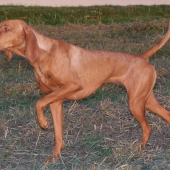 ...Lety vystavuje kacicku...