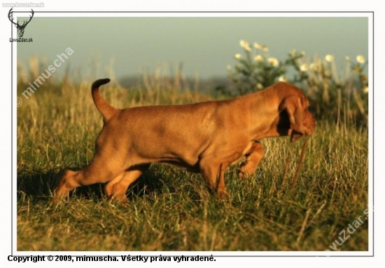 vystavovanie 7tyzdnoveho steniatka...foto: M.Stepanovsky