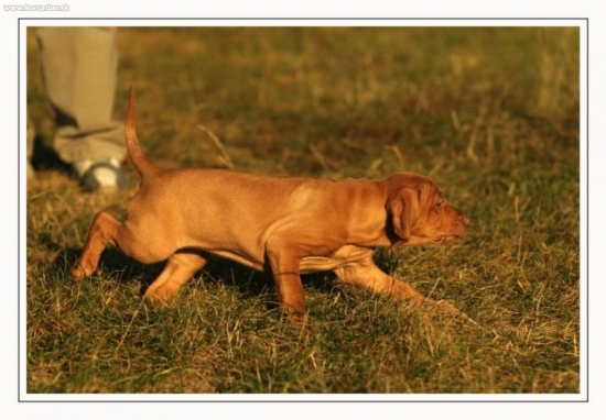 postupovanie 7tyzdnoveho steniatka...foto:M.Stepanovsky