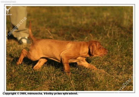 postupovanie 7tyzdnoveho steniatka...foto:M.Stepanovsky